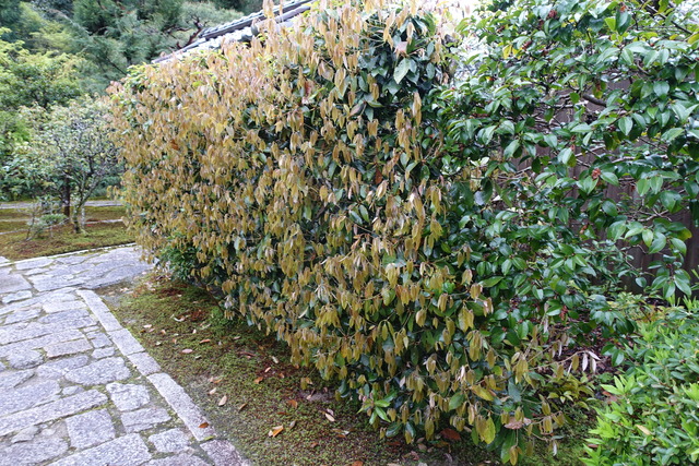 樫　葉っぱ　新芽 (1)