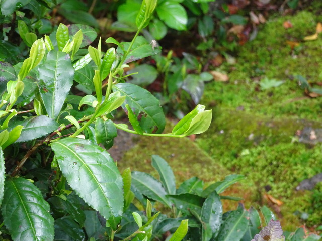 お茶新芽 (1)