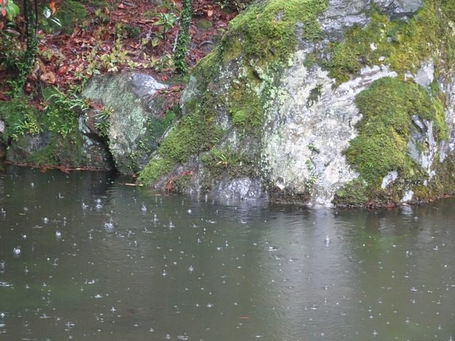 池　水面の水滴　跳ね返り (1)