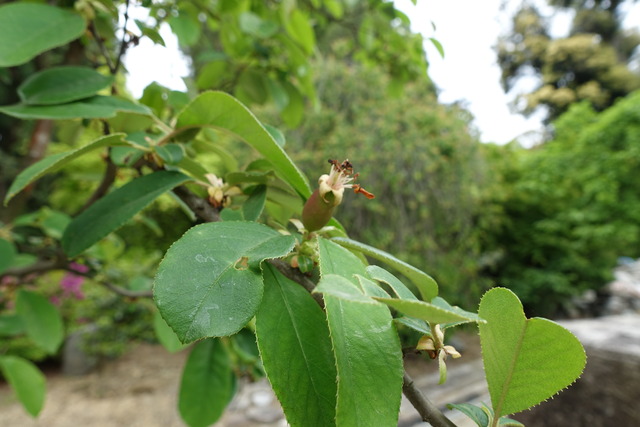 花梨　実なりたて　　日本庭園 (1)