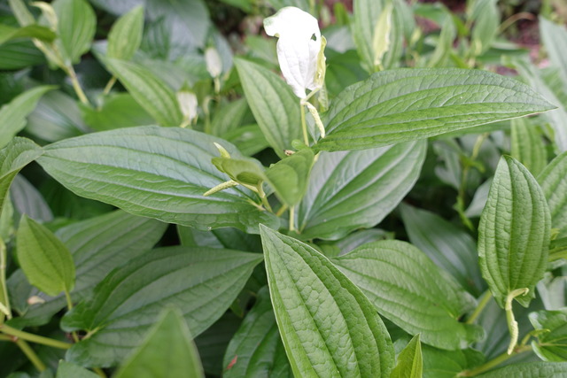 半夏生　化粧始め１ (2)