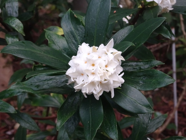 沈丁花　白　満開 (4)