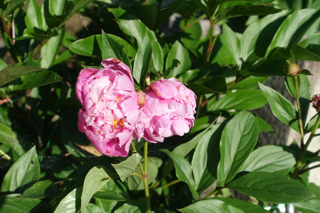 シャクヤク　花３輪　日本庭園 (2)