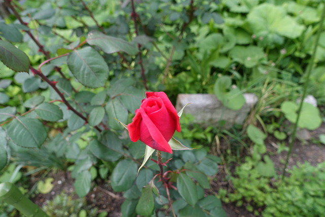 バラ　花　蕾　裏庭 (3)