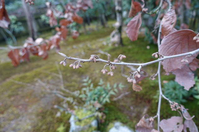 2501　万作　花芽　葉っぱ付き (4)