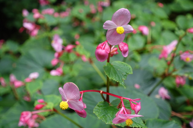 シュウカイドウ秋海棠　ピンクの花 (6)