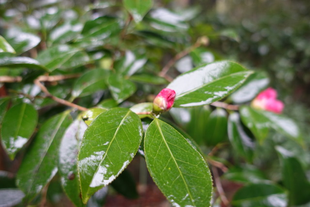 椿　紅　小花 (1)