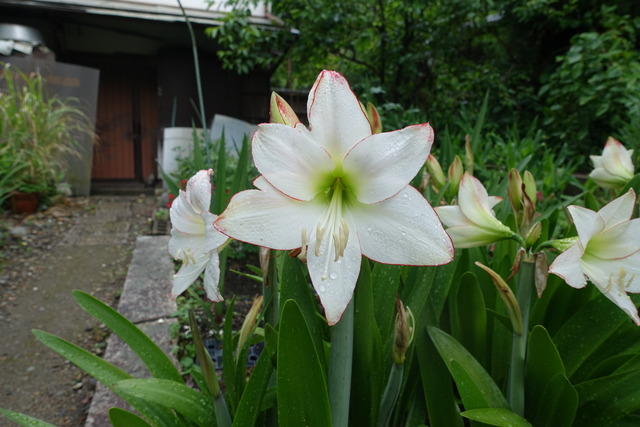 アマリリス　白花 (6)