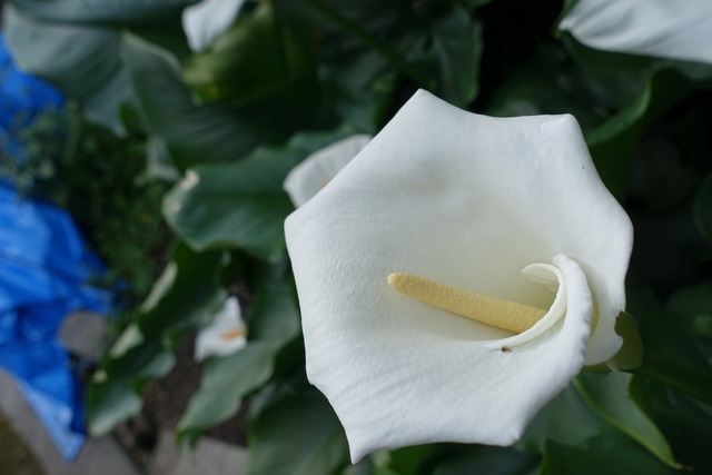 カラー　個性 (4)