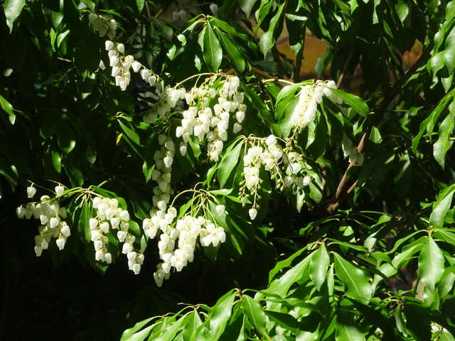 アケビ　花　池東 (3)