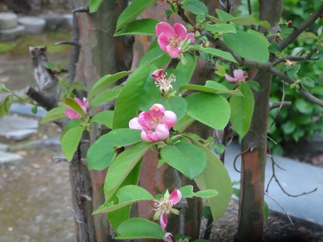 花梨　花　アップ　日本庭園 (1)