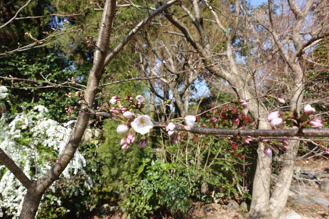 吉野櫻　開花　日本庭園 (2)