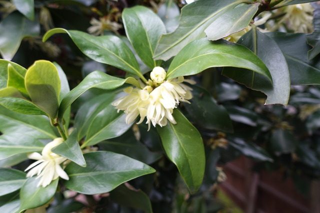 シキビ　花　龍吟横　 (1)