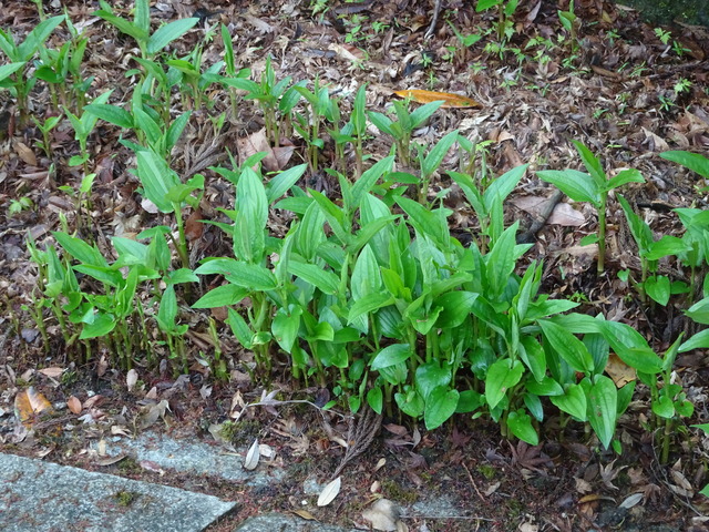 半夏生　新芽 (2)