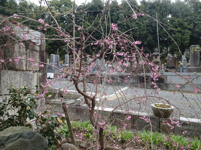 しだれ桜　花開花　日本庭園 (5)