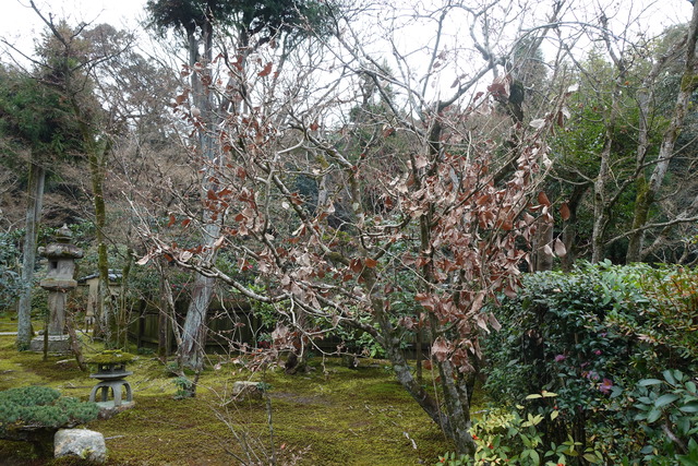 万作　小門　蕾 (1)