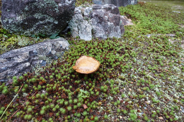 秋のキノコ庭松の下 (1)