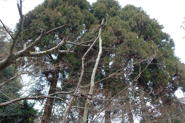 百日紅　谷山椿所　枯れて、新木２本 (5)