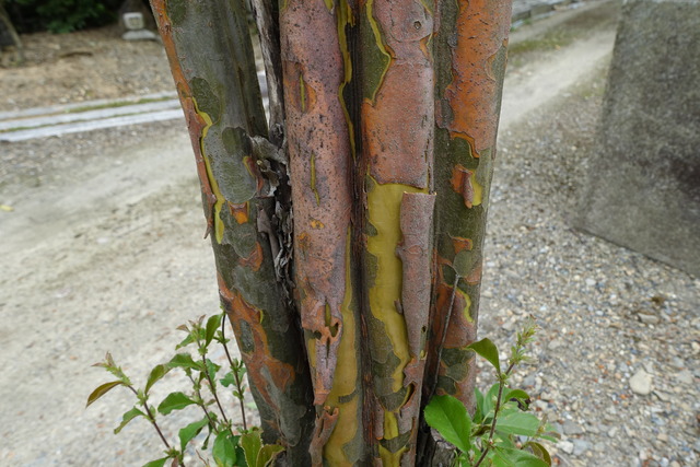 花梨　実なりたて　幹脱皮　日本庭園 (3)