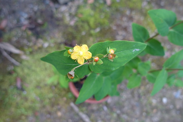 ？？　鉢　花　挿し木　生け花 (1)