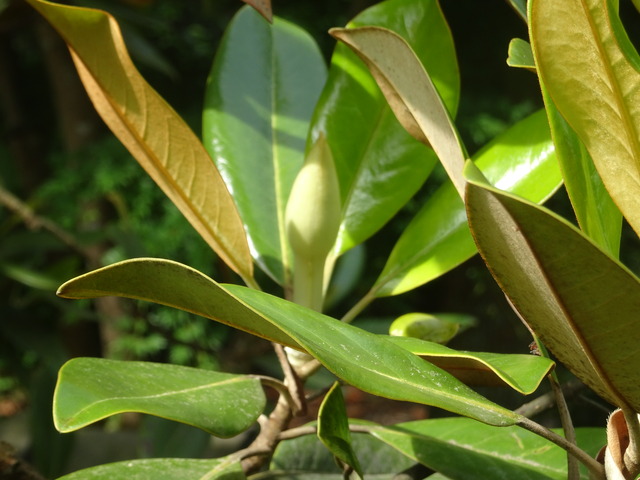 タイサンボク　蕾 (5)