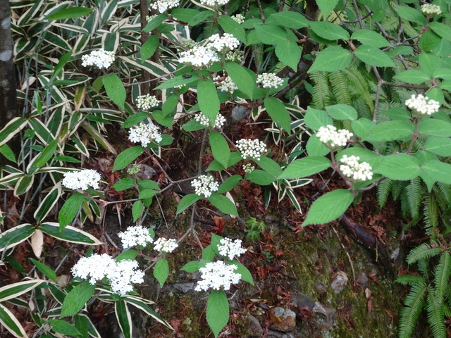 コバノガマズミ　白花 (1)