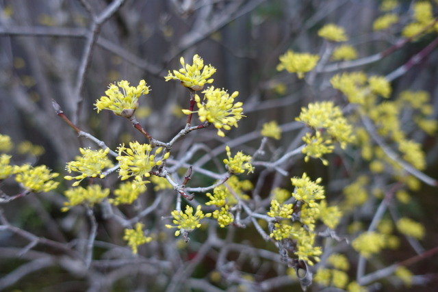 サンシュウ　貴　満開 (4)