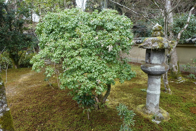 あせび（馬酔木）　庭　花 (1)