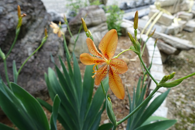 檜扇　花日本庭園亀 (1)