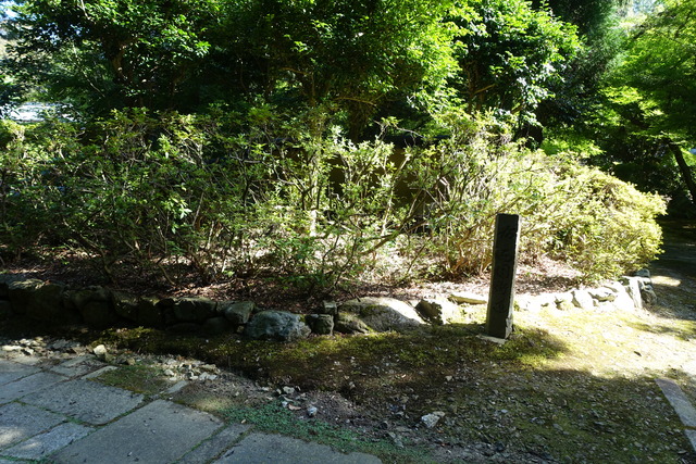 草取り　椎苗取り　ツツジ億　京道 (4)