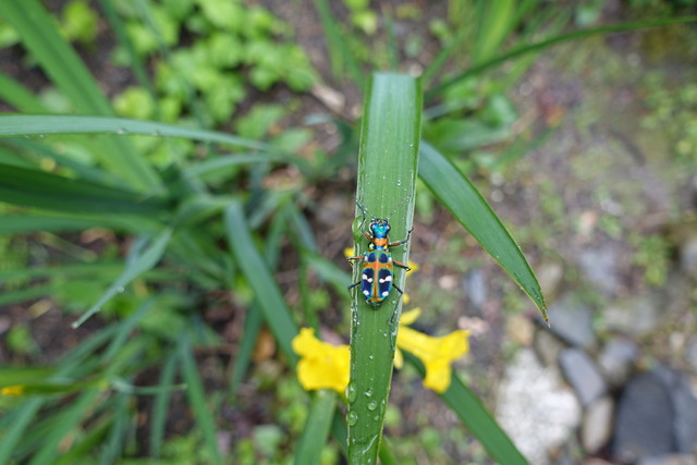 黄花菖蒲　花・ハンミョウ　１ (7)
