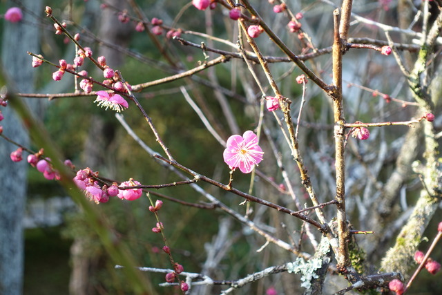 紅梅　花３部咲き　中門 (1)