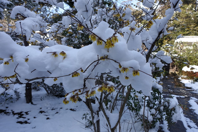 蝋梅　雪 (1)