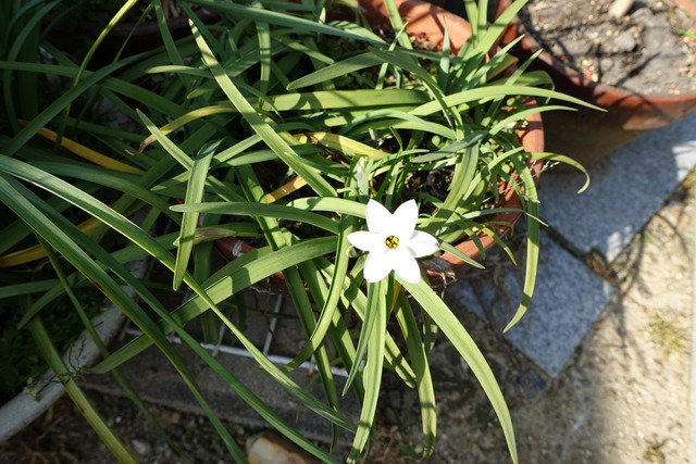 花にら　花花一輪 (3)