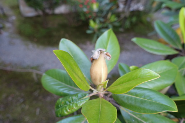 タイサンボク　花の推移　花弁　蕾 (1)