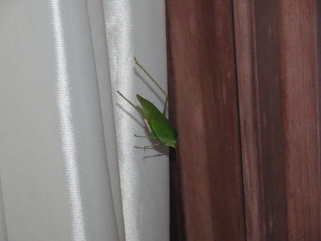 虫　秋の虫キリギリス　 (1)