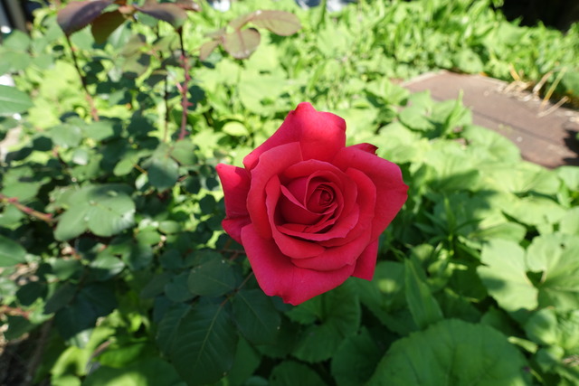 バラ　花　大　裏庭 (1)