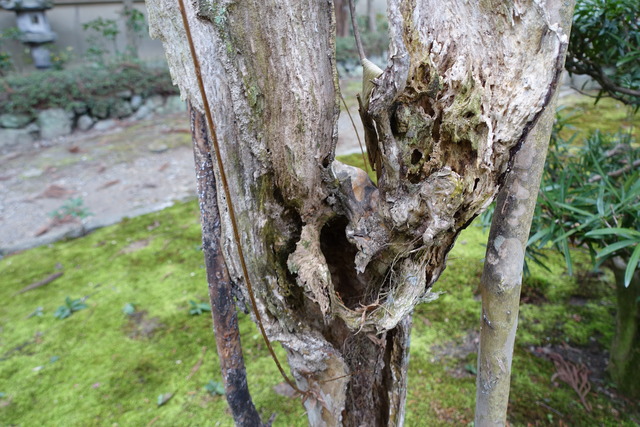 百日紅　谷山椿所　枯れて、新木２本 (4)