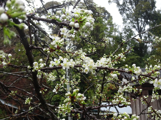 スモモ　白　花開花 (1)