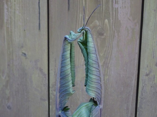 武蔵鐙４／５ (7)