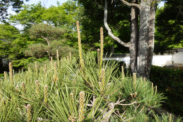 松　花　枝新芽　山門外 (6)