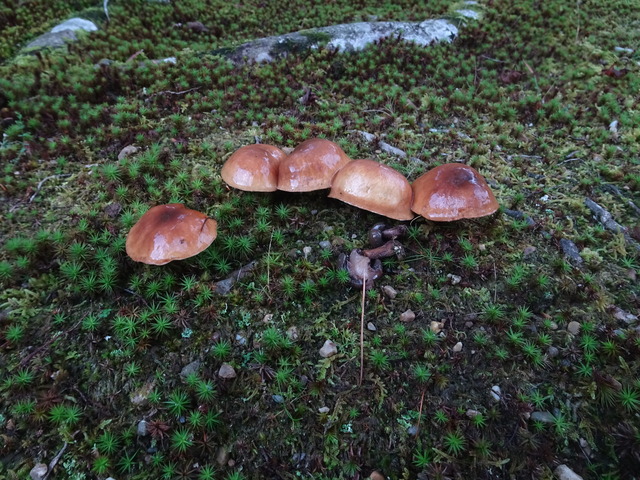 キノコ　色々2410 (9)