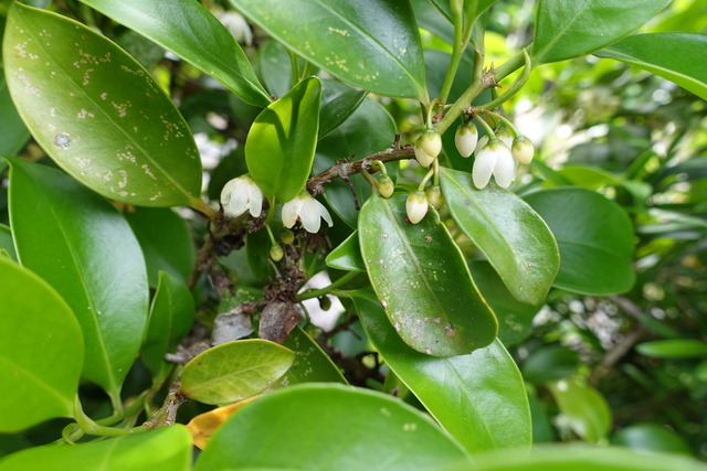 雑木　花　生け垣玄関 (4)