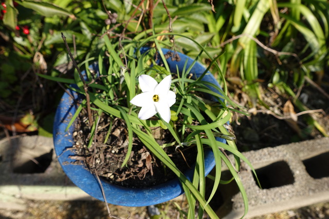 花にら　花花一輪 (1)