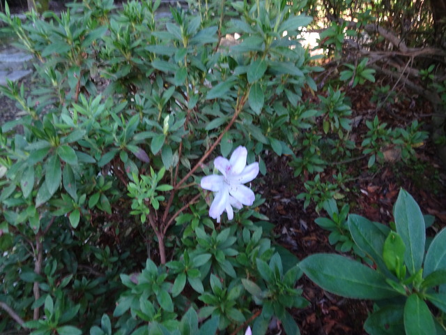 狂い咲きツツジ（１０月） (2)