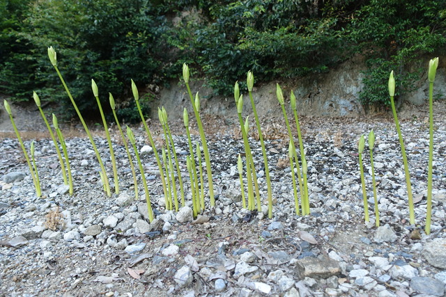 彼岸花　白　蕾 (2)