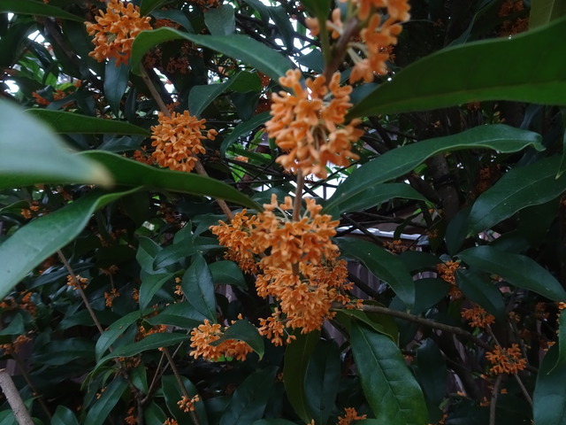 金木犀　満開　2410 (3)