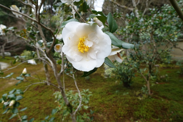椿　白　八重　庭　花 (2)