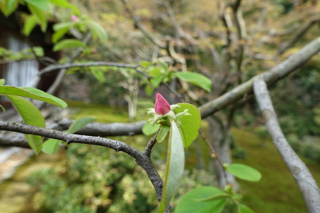 花梨　花　蕾　春 (3)