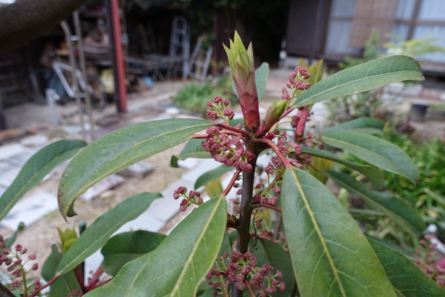 杠ゆずりは　花 (9)